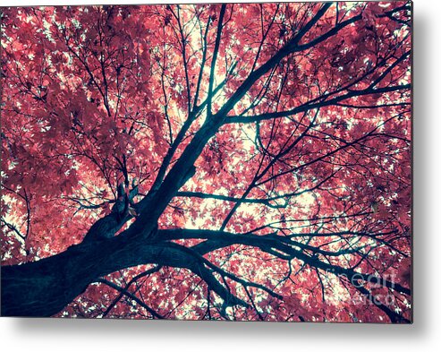 Autumn Metal Print featuring the photograph Japanese Maple - Vintage by Hannes Cmarits