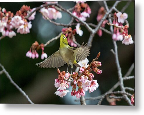 Animal Themes Metal Print featuring the photograph Japanese White-eye And Cherry Blossoms by I Love Photo And Apple.