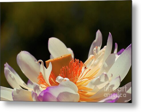 Lotus Metal Print featuring the photograph Japenese Jewel by Aimelle Ml