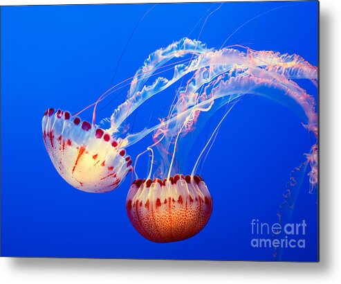 Jellyfish Metal Print featuring the photograph Jelly Dance - Large jellyfish Atlantic Sea Nettle Chrysaora quinquecirrha. by Jamie Pham