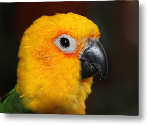 Conure Metal Print featuring the photograph Sitting Pretty - Jenday Conure Portrait by Andrea Lazar