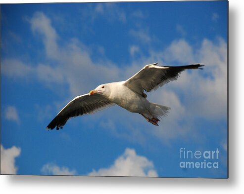 Seagull Sky Fly Soar Metal Print featuring the photograph Jonathan Livingston by Richard Gibb