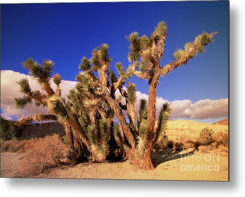 00340721 Metal Print featuring the photograph Joshua Tree In Red Rock Canyon by Yva Momatiuk John Eastcott