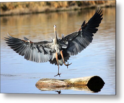 Great Blue Heron Metal Print featuring the photograph Jumping For Joy by Shane Bechler