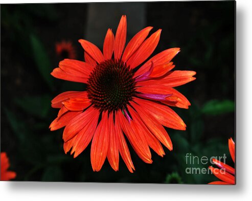Flower Metal Print featuring the photograph Just As Pretty by Judy Wolinsky