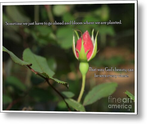 Sandra Clark Metal Print featuring the photograph Just Bloom by Sandra Clark