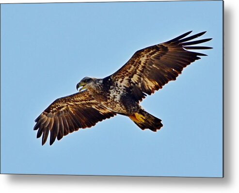 Juvenile Metal Print featuring the photograph Juvenile Bald Eagle In Flight Close Up by Jeff at JSJ Photography