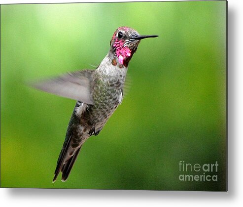 Male Hummingbird Metal Print featuring the photograph Juvenile Male Anna's In Flight #1 by Jay Milo
