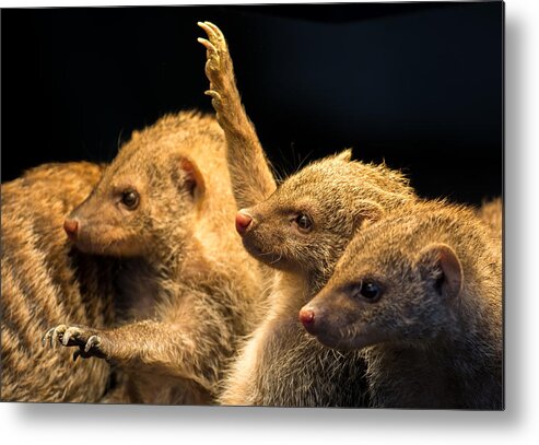 Mongoose Metal Print featuring the photograph Juvenile Mongooses by Andreas Berthold