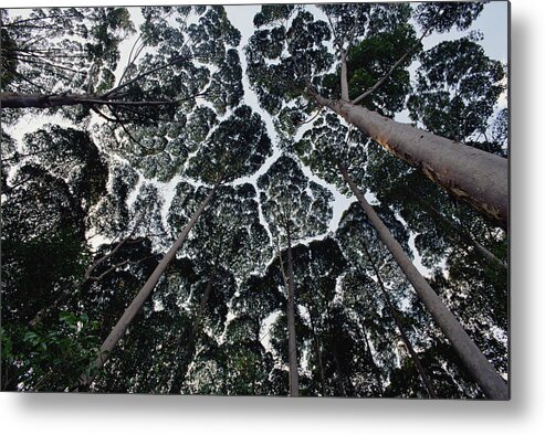 Feb0514 Metal Print featuring the photograph Kapur Trees Showing Crown Shyness by Mark Moffett