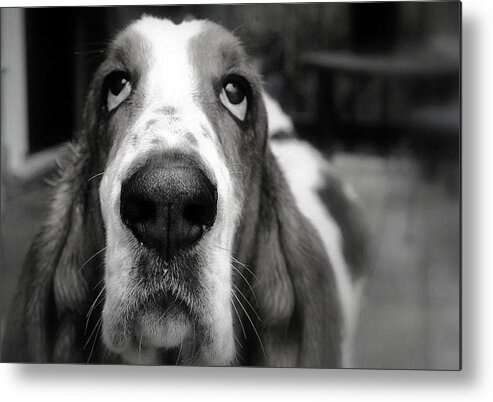 Basset Hound Metal Print featuring the photograph Basset Hound #1 by Marysue Ryan