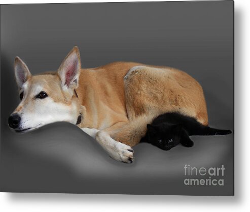 Kitten Metal Print featuring the photograph Kitten and canine by Linsey Williams