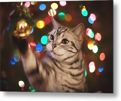 Cat Metal Print featuring the photograph Kitty In The Lights by April Reppucci