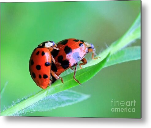 Ladybugs Metal Print featuring the photograph Ladybug And Gentlemanbug by Geoff Crego