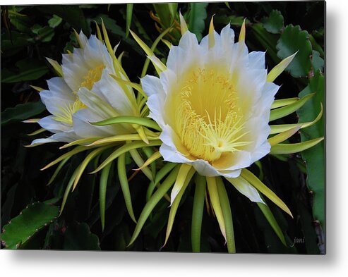 Hawaii Metal Print featuring the photograph Late Bloomer by Jani Freimann