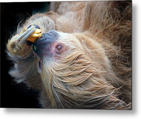 Sloth Metal Print featuring the photograph Lazy Lunch - Sloth by Nikolyn McDonald