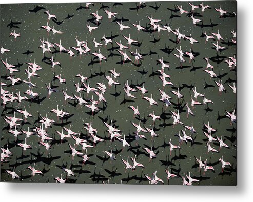 Feb0514 Metal Print featuring the photograph Lesser Flamingo Flock Flying Lake Kenya by Tim Fitzharris
