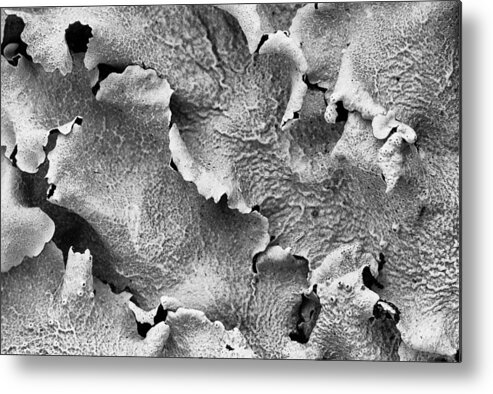 Hamukua Coast Metal Print featuring the photograph Lichen by Georgette Grossman