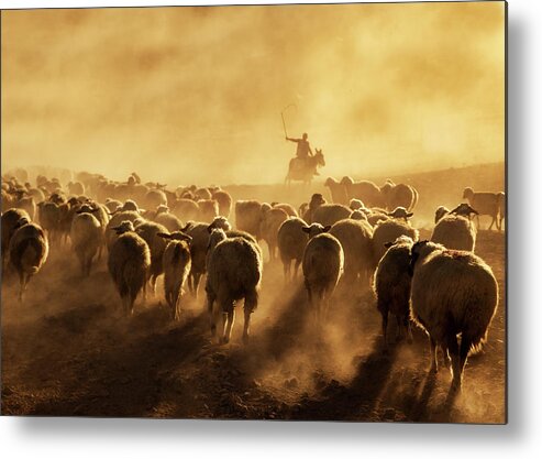 Sheep Metal Print featuring the photograph Light Power by Feyzullah Tunc