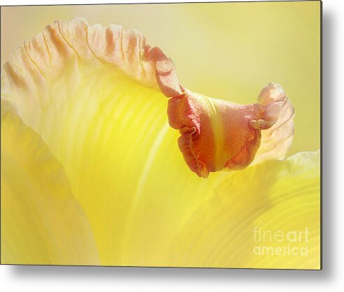 Yellow Lily Metal Print featuring the photograph Lily With The Fringe On Top by Kathi Mirto