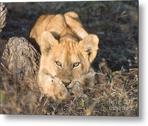 African Lion Metal Print featuring the photograph Lion Cub Waiting for Mother by Chris Scroggins