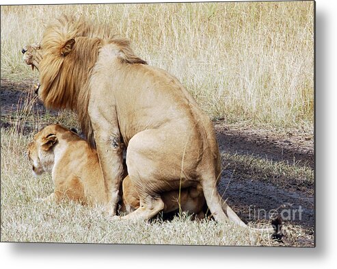 Lion Metal Print featuring the digital art Lions Mating by Pravine Chester