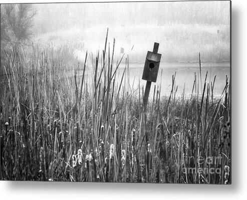 Animal Kingdom Metal Print featuring the photograph Listing by Fred Lassmann