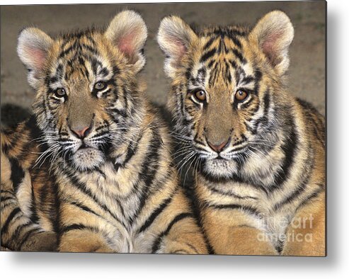 Bengal Tigers Metal Print featuring the photograph Little Angels Bengal Tigers Endangered Wildlife Rescue by Dave Welling
