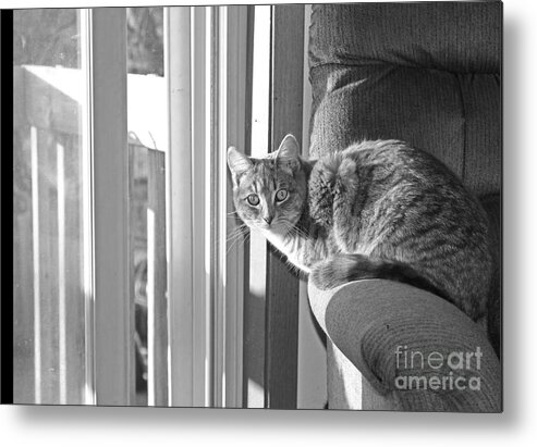 Cat Metal Print featuring the photograph Little Big World by Andrea Schaefer