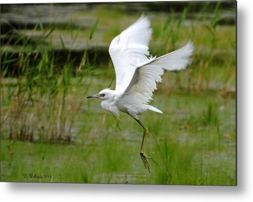 Little Blue Heron Metal Print featuring the photograph Little Blue Heron in flight by Dan Williams