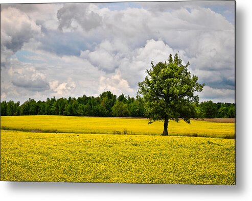 Lone Tree Metal Print featuring the photograph Lone Tree in Field of Wildflowers by Greg Jackson