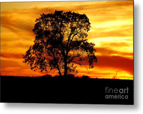 Tree Metal Print featuring the photograph Lone Tree by Mary Carol Story
