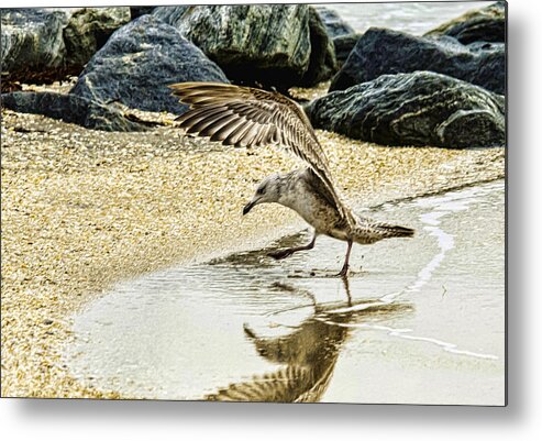 Seagull Metal Print featuring the photograph Look At Me by Don Durfee