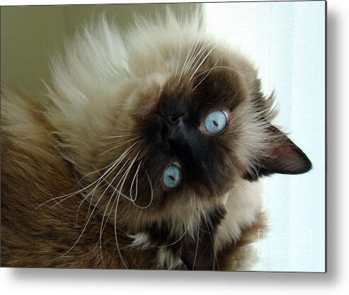Cat Metal Print featuring the photograph Looking Good by Nancy L Marshall
