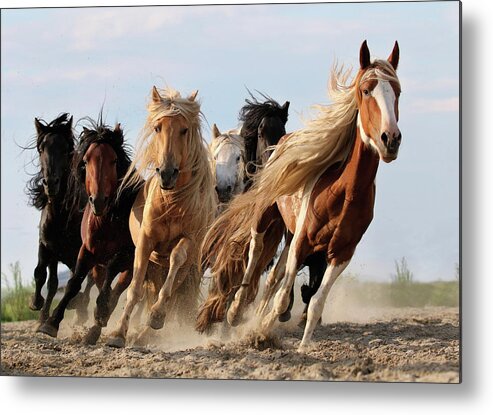 Horse Metal Print featuring the photograph Lucky Six by Adam Wong