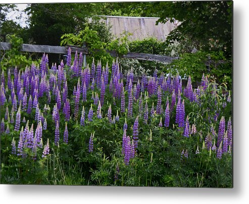 Lupine Metal Print featuring the photograph Lupine by the Fence by Nancy Griswold