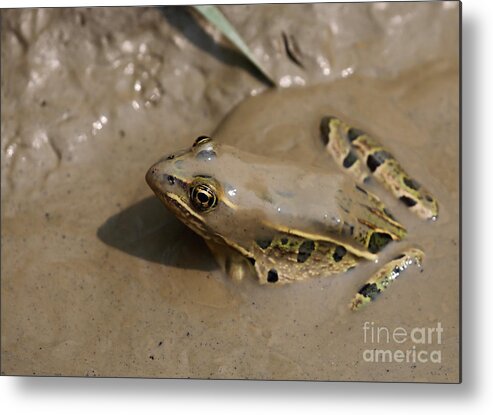 Northern Leopard Frog Metal Print featuring the photograph Luv Mud by Marty Fancy