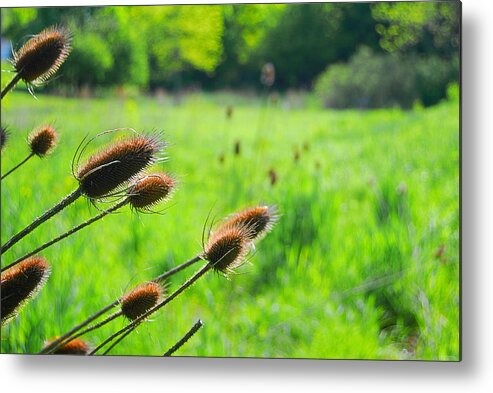  Metal Print featuring the photograph Lwv30068 by Lee Winter