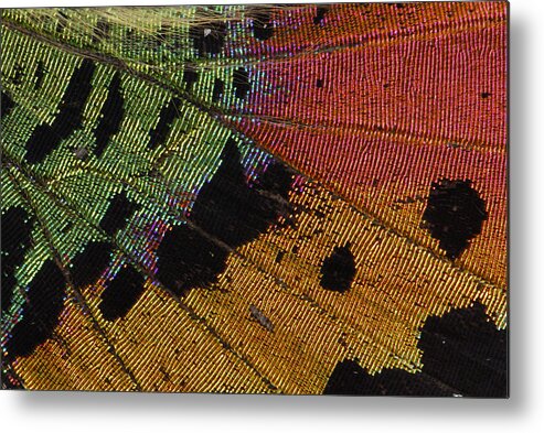 Feb0514 Metal Print featuring the photograph Madagascan Sunset Moth Wing Detail by Thomas Marent