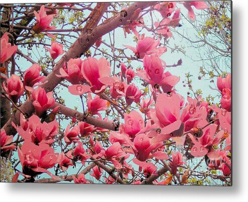 Magnolia Metal Print featuring the photograph Magnolia Blossoms in Spring by Janette Boyd