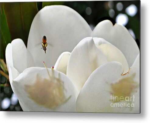 Magnolia Metal Print featuring the photograph Magnolia Bound Bee by Jennie Breeze