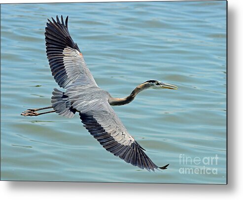 Bird Metal Print featuring the photograph Majestic Flight by Rodney Campbell