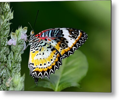 Dodsworth Metal Print featuring the photograph Malay Lacewing Butterfly by Bill Dodsworth