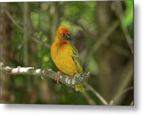 Nobody Metal Print featuring the photograph Male Cape Weaver In Breeding Plumage by Bob Gibbons