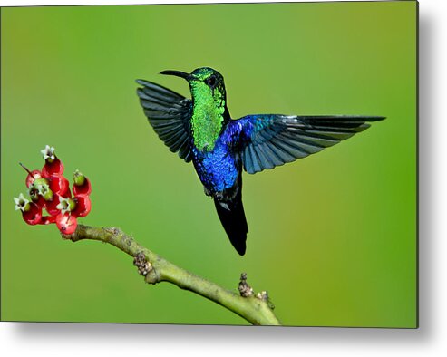 American Fauna Metal Print featuring the photograph Male Green-crowned Woodnymph by Anthony Mercieca