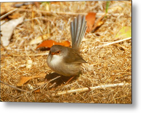 Birds Metal Print featuring the painting Male wren by Glen Johnson