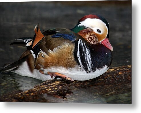 Colorful Plumage Metal Print featuring the photograph Mandarin Duck by Suzanne Stout