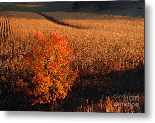 Photography Metal Print featuring the photograph Maple and Cornfield at Dawn by Larry Ricker