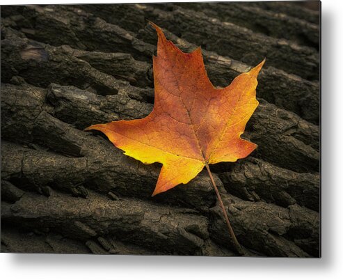 Maple Metal Print featuring the photograph Maple Leaf by Scott Norris