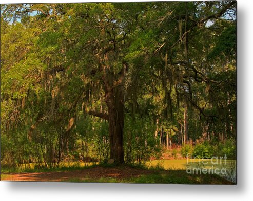 Margaret Morrison Meyer Metal Print featuring the photograph Margaret Morrison Meyer Memorial Oak by Adam Jewell